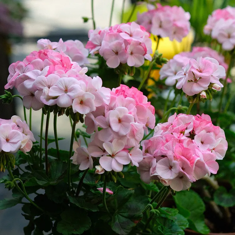 逸棵海明/天竺葵花苗小苗直立阳台庭院室内外盆栽多年生冬季