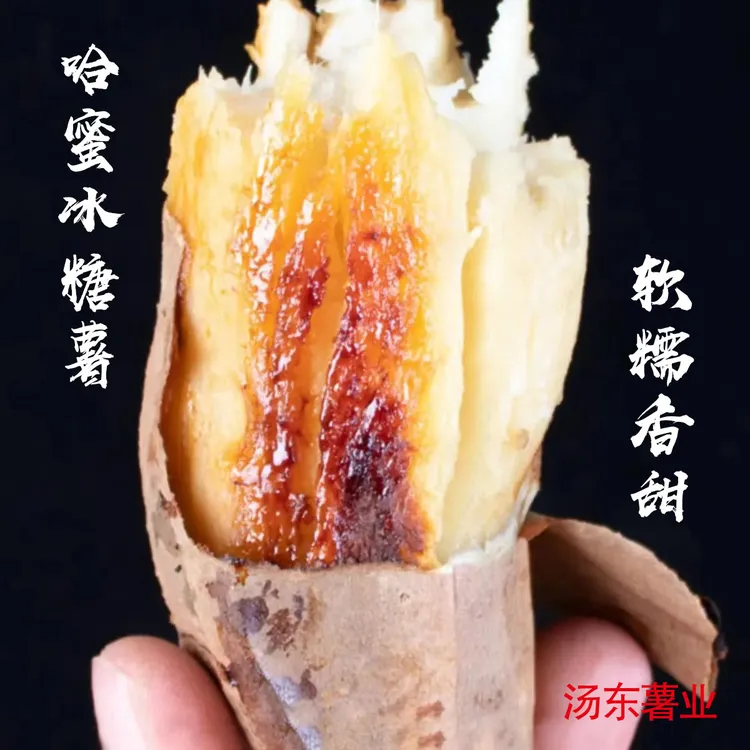 【汤东薯业】兰考哈密薯小果/中果/大果新鲜香甜肉质种植