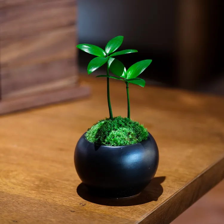 【幸运四叶草】陶瓷盆桌面微景观办公室茶桌造景创意小绿植造景