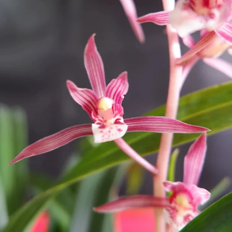 墨兰-桃姬 老种名品兰花 国兰 浓香型粉色花 春节花期报岁兰