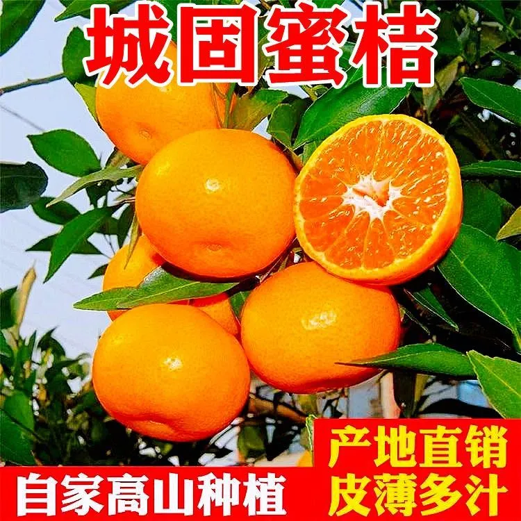 精品蜜桔酸甜多汁产地直发正宗城固高山无籽蜜桔橘子新鲜整箱包邮