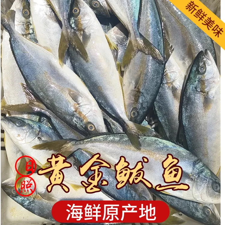 【五斤净重】黄金鲅鱼黄鰤鱼青甘鱼冷冻包邮  山东日照发货