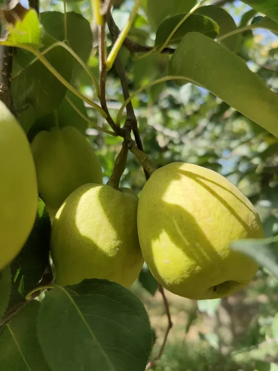 新疆库尔勒香梨脆甜多汁