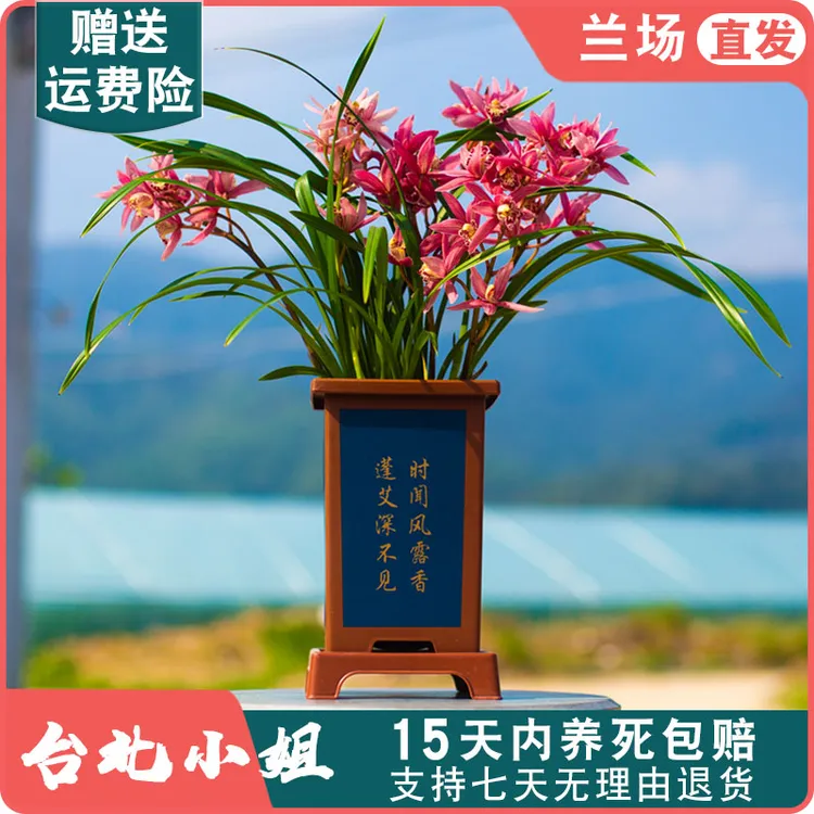 【建兰台北小姐】兰花苗名贵盆栽兰草花卉植物四季兰浓香型国兰室