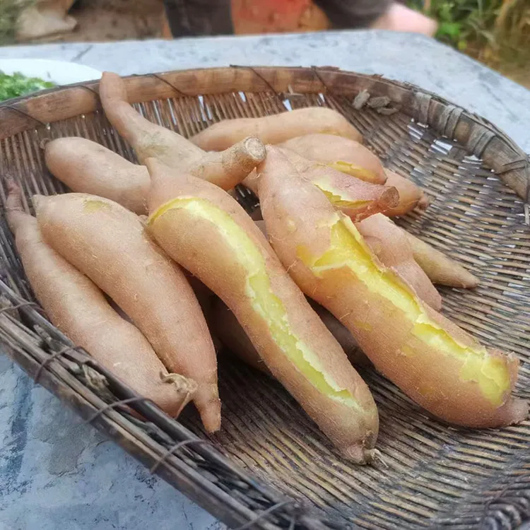 陕北绥德红薯5斤10斤陕西红薯陕北红薯榆林红薯沙地红薯