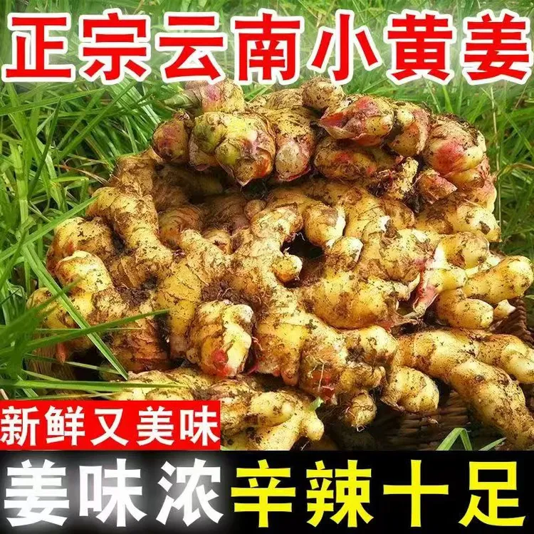 云南小黄姜[现挖新姜]生姜产地直发姜香浓郁山地种植新鲜姜