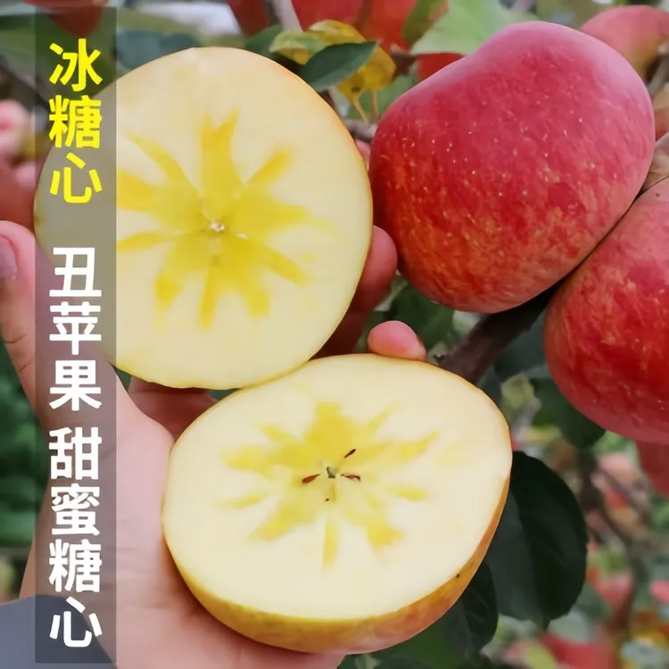 [云南昭通苹果产地直发精品果]2024新鲜采摘丑苹果冰糖心新鲜脆甜