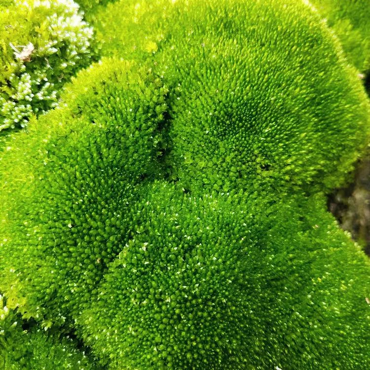 新鲜野生苔藓微景观组合素材，鲜活微型植物盆栽，假山微景观植物