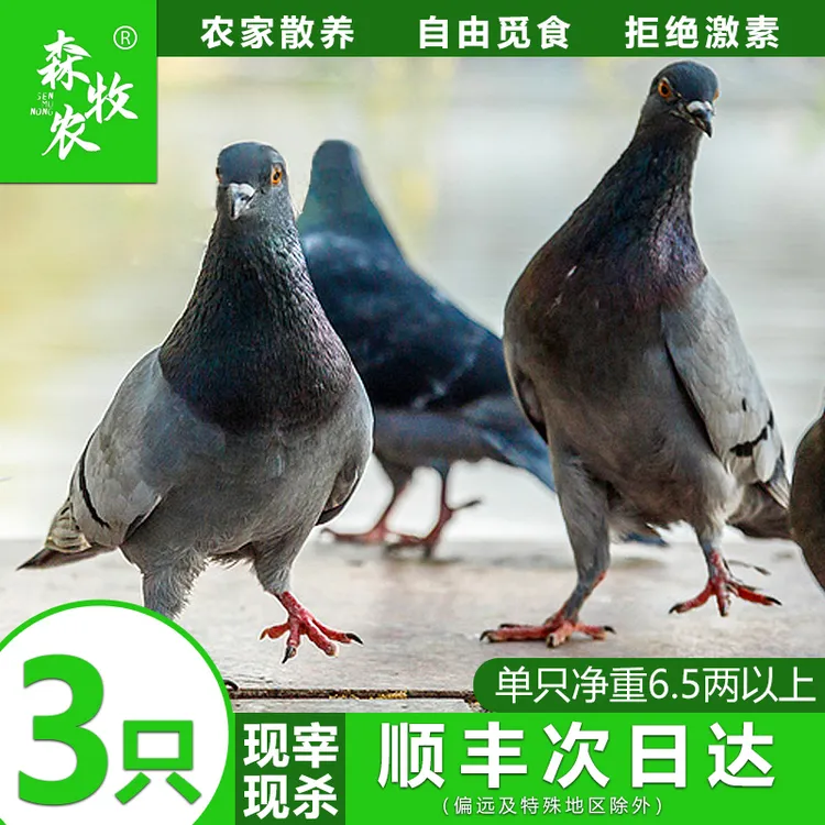森牧农散养柴鸽农家灰鸽土鸽新鲜现杀鸽子飞行自由觅食非乳鸽