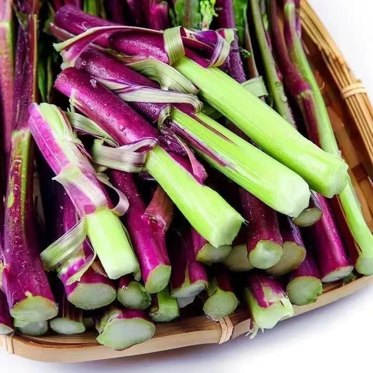 湖北农家自种紫皮菜苔现摘现发露天菜红子清甜脆嫩红菜苔新鲜现摘