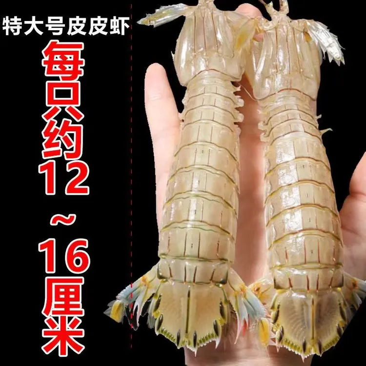 【顺丰/京东包邮】连云港全母皮皮虾大号母只只带膏12-16cm过水发货