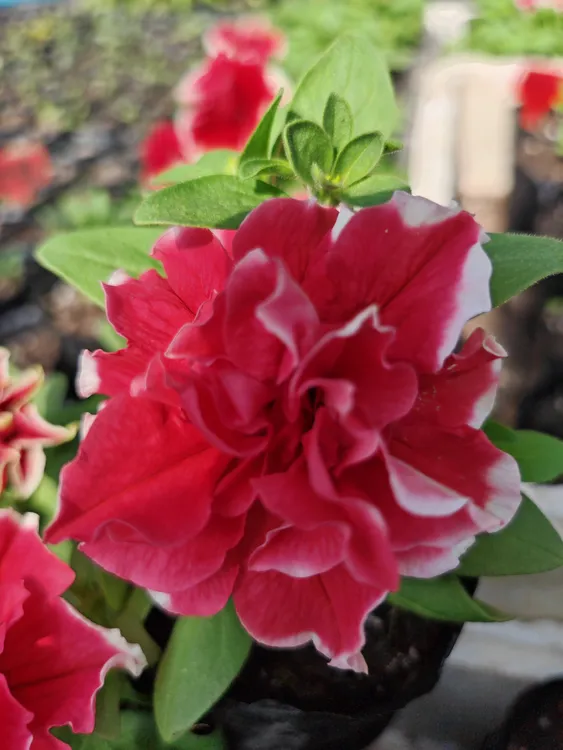 庭院花卉混色重瓣矮牵牛盆栽地栽