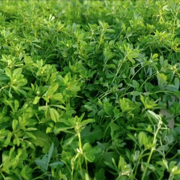 （宁夏同心）宁宴香新香豆粉