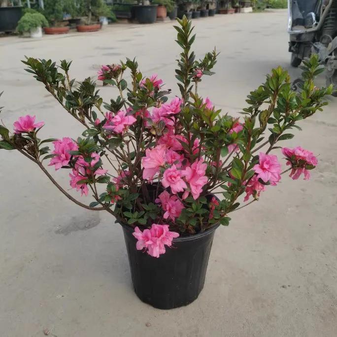 安酷西洋杜鹃带花苞发货三角梅杜鹃花镜盆栽鲜花花箱金达莱花花卉