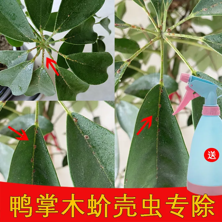 鸭掌木杀虫药介壳虫蚧壳虫蚜虫绿植杀虫剂鸭脚木七叶莲八方来招财