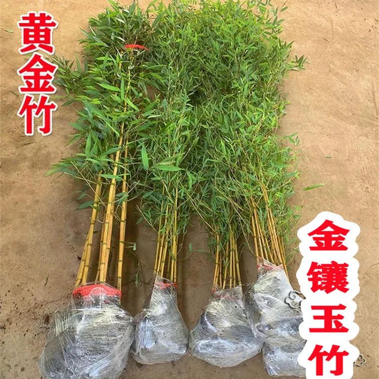 金镶玉竹苗四季常青不落叶黄金竹北方耐寒耐旱竹苗盆栽地栽风景竹