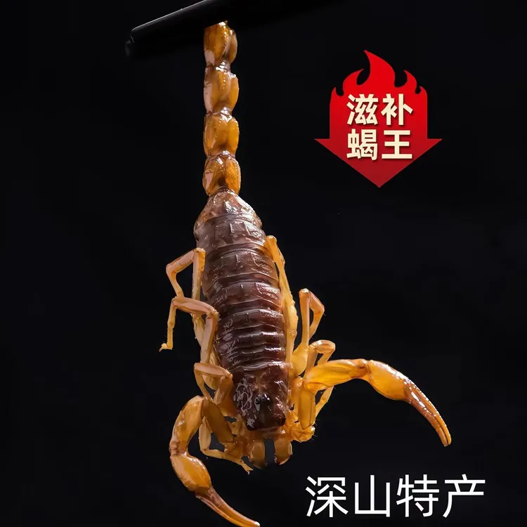 【滋补蝎王】五香麻辣蝎子王油炸烘培蝎王新鲜滋补招待下酒