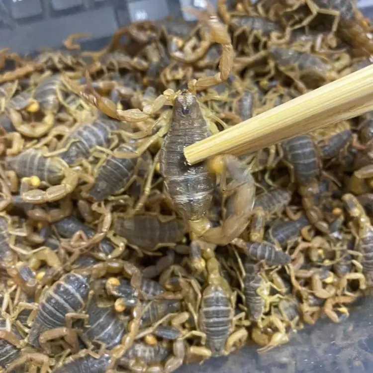 沂蒙山十足全蝎蝎子活体包邮，顺丰发货活体发