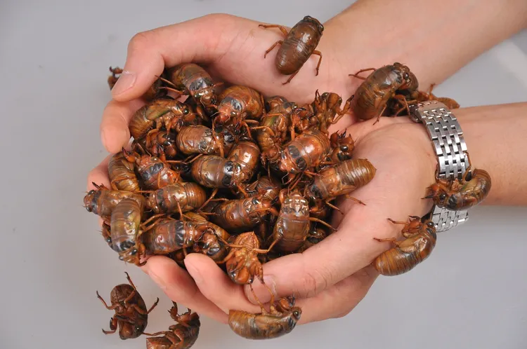 山东大个节流龟爬叉知了猴截流龟