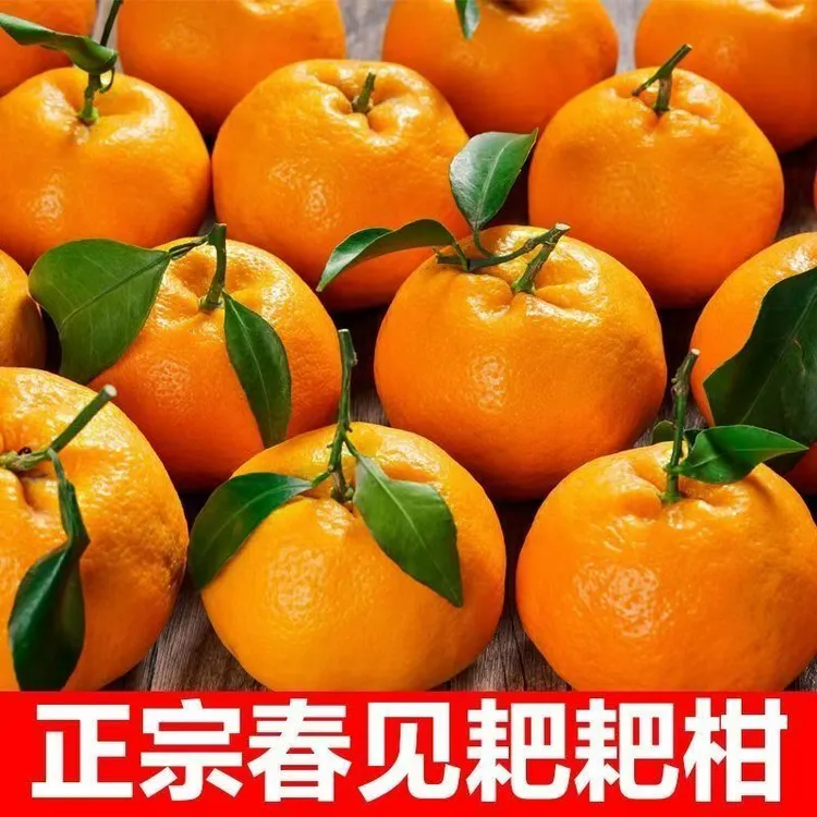 【顺丰包邮】四川春见耙耙柑产地直发当季新鲜水果酸甜多汁5/8斤商品图