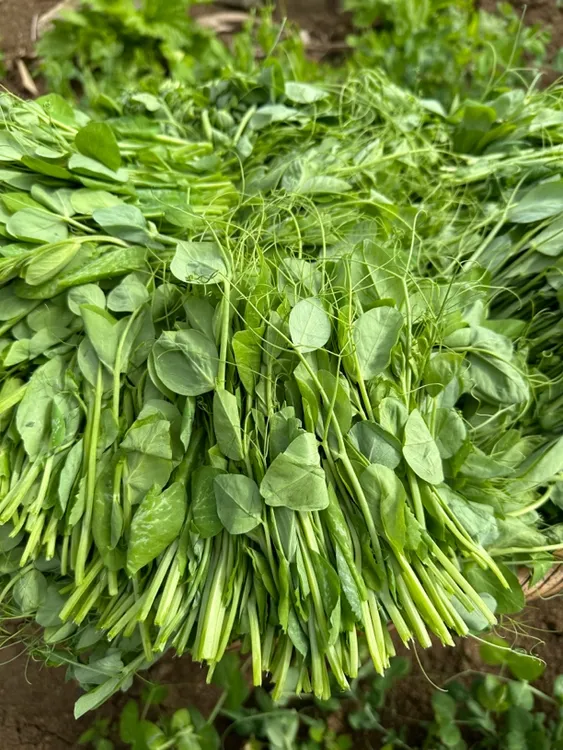 贵州豌豆尖 豌豆苗豌豆荚现摘新鲜时令蔬菜龙须菜