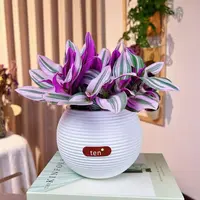 油画吊兰彩色垂吊室内盆栽办公室阳台吸甲醛可水培可扦插耐旱绿植