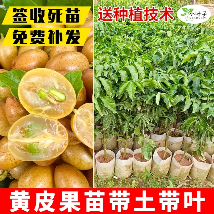 【广西果苗】广西黄皮果树苗嫁接苗黑皮紫皮无核黄皮带土叶发货