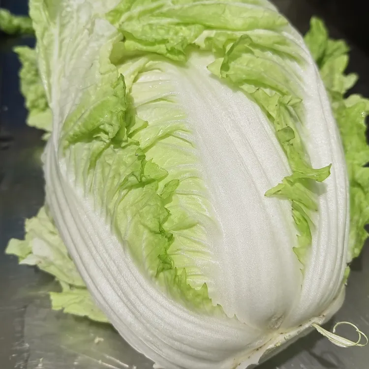 有机翠玉大白菜新鲜采摘软糯香甜时令蔬菜