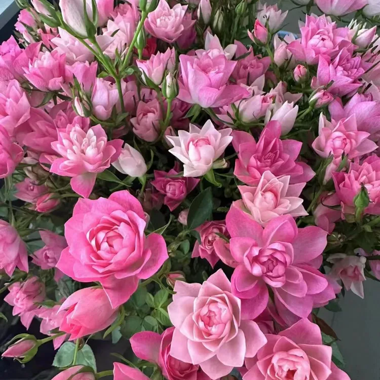 【天河繁星】微型灌木月季花苗庭院阳台盆栽花卉植物多季勤花