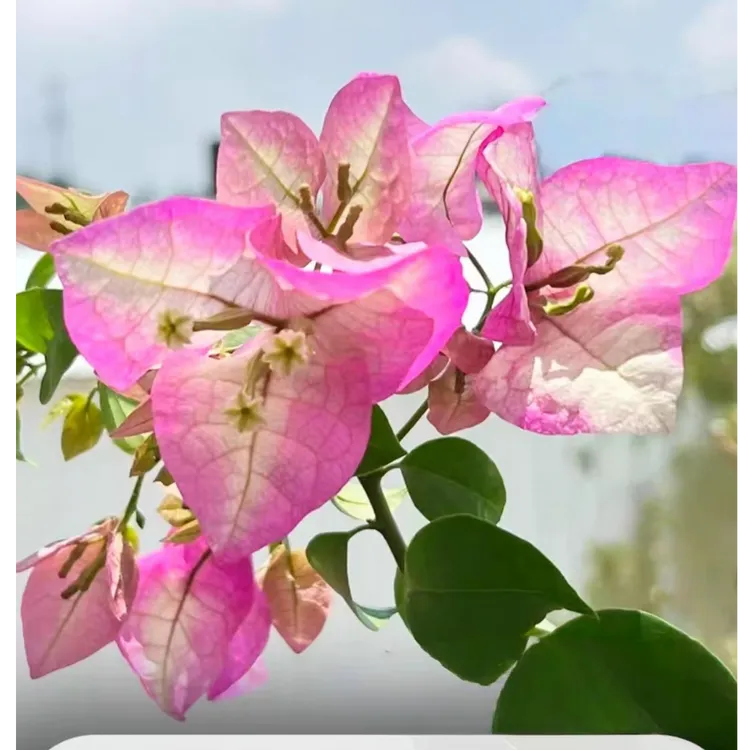 【三角梅-彩花四季开花勤花】落花落叶光杆折枝正常现象无售后】