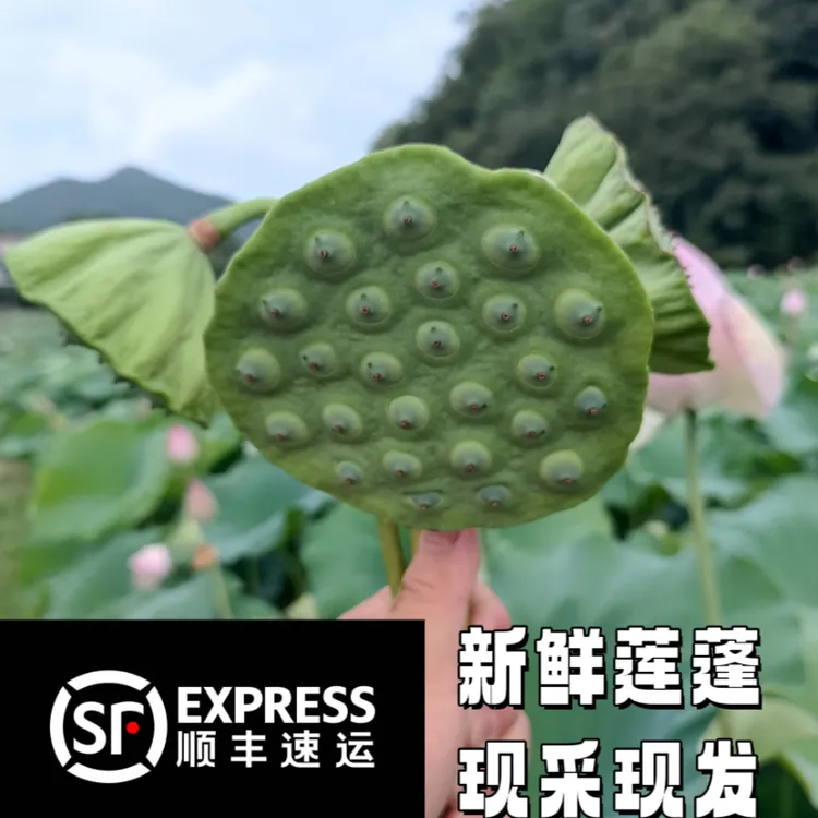 莲蓬生吃现摘现发水果莲蓬鲜嫩香甜顺丰包邮莲蓬新鲜