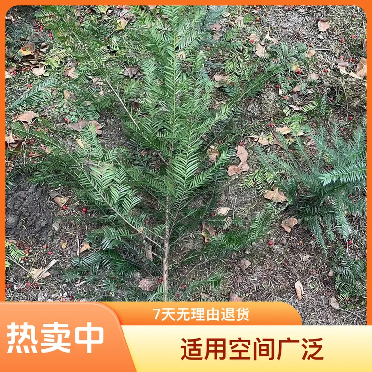 正宗南方红豆杉树苗高度一米以上冠幅漂亮