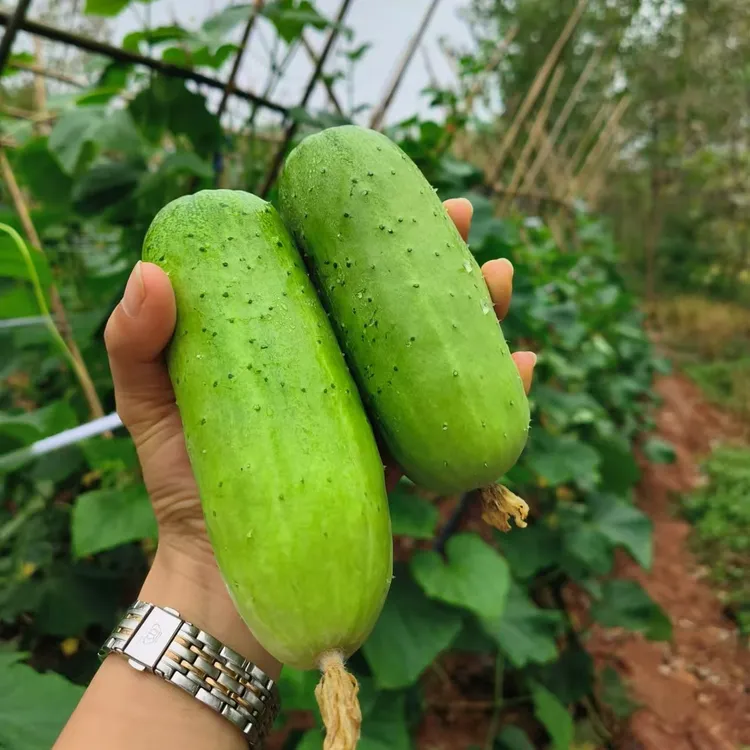 农家土黄瓜山地种植脆嫩大瓜新鲜应季蔬菜