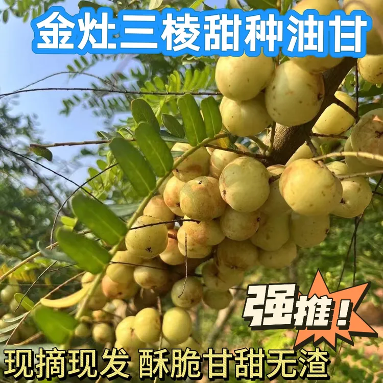 潮汕特产金灶甜种油甘果新鲜采摘油柑果榨油甘汁生吃余甘果中通