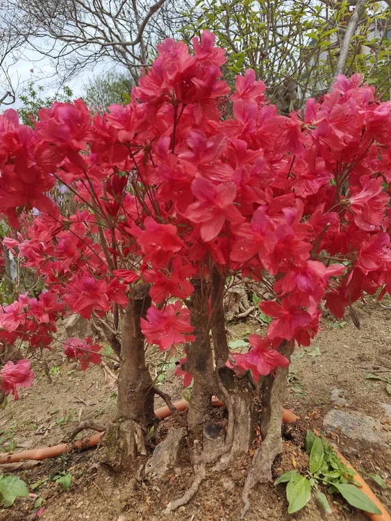 映山红基地直销，低价处理