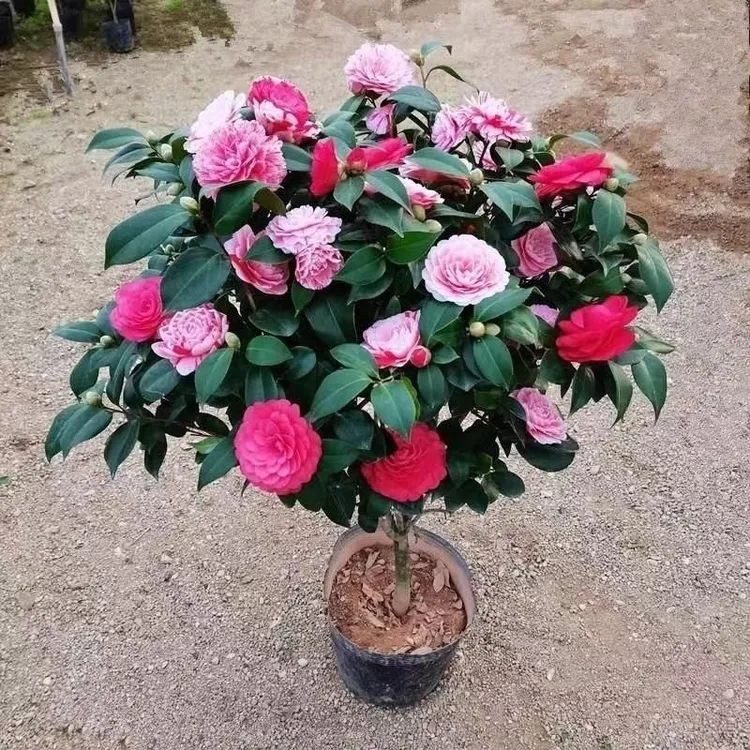山茶花苗山茶花树苗多色茶花四季茶花室内外绿植花卉盆栽耐寒耐热
