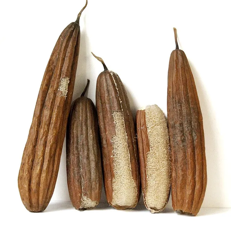 带皮丝瓜带壳农家清洁瓜瓤厨房新款家用洗碗网红居家实用小物件