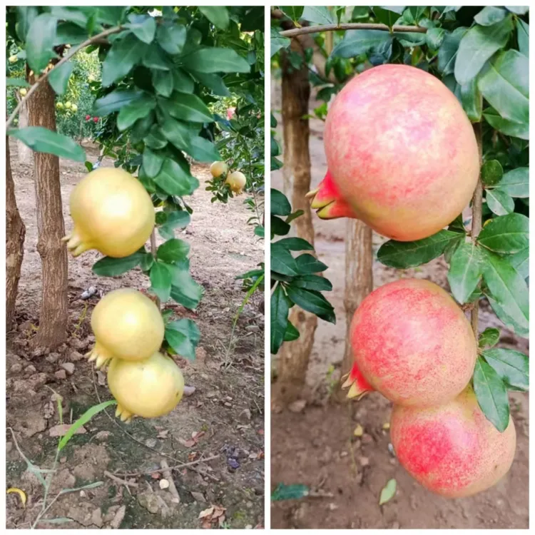 家庭庭院 室外盆景种植 至臻皇冠