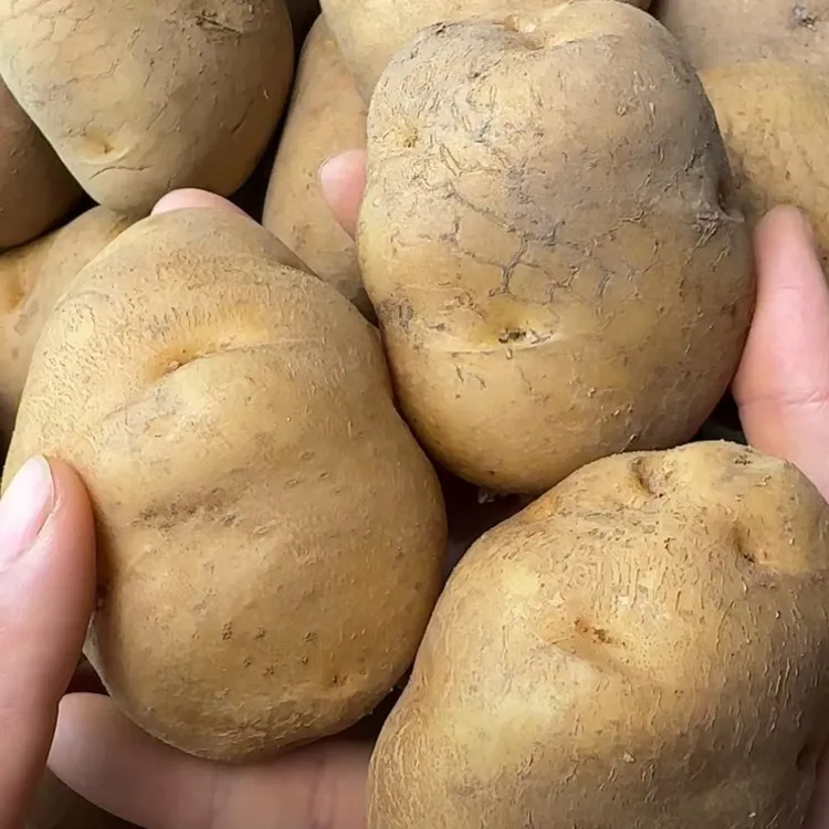 云南镇雄老品种米拉洋芋品质保证非转基因