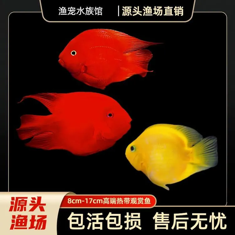 热带血红鹦鹉观赏鱼发财鱼热带招财观赏血鹦鹉元宝招财观赏
