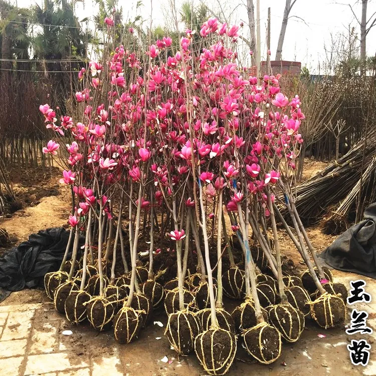 玉兰花树苗庭院别墅植物南方北方种植苗木红白紫玉兰苗广玉兰耐寒