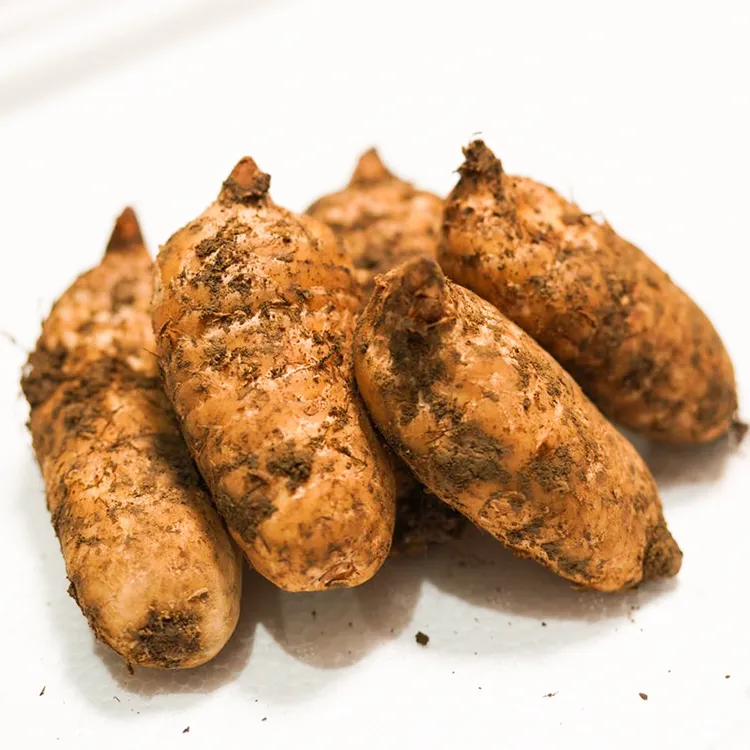 2025年 新鲜天麻湖北恩施 高山仿野种植天麻  新鲜天麻3斤/5斤装