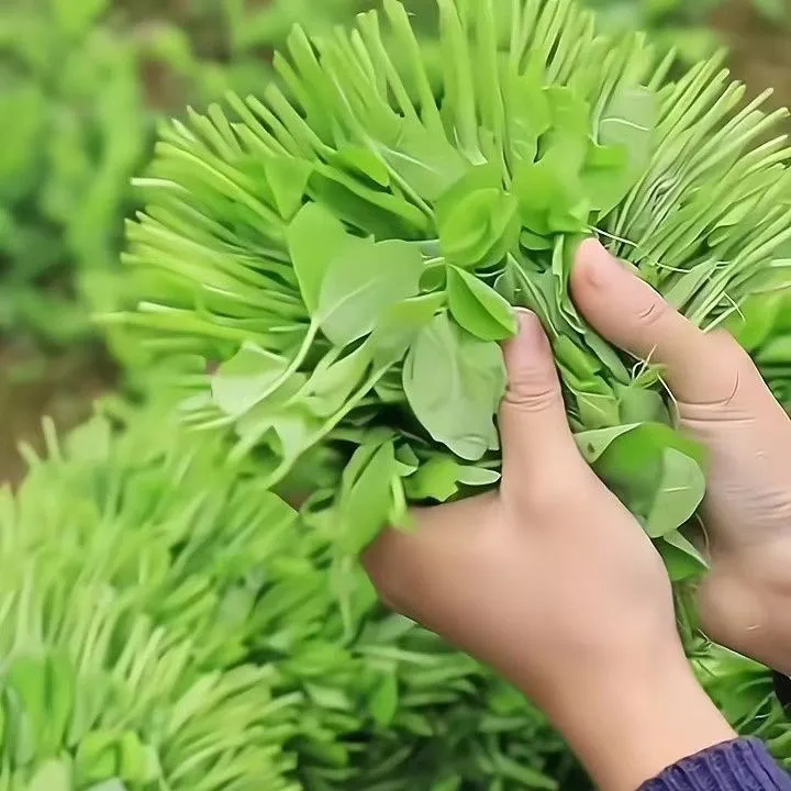 豌豆尖四川豌豆尖新鲜豌豆颠豌豆苗烫火锅新鲜采摘