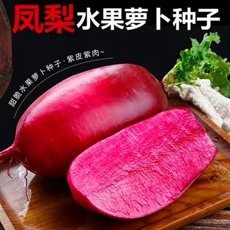 紫美人凤梨水果萝卜种子红心红皮萝卜种籽四季播阳台盆栽蔬菜种孑