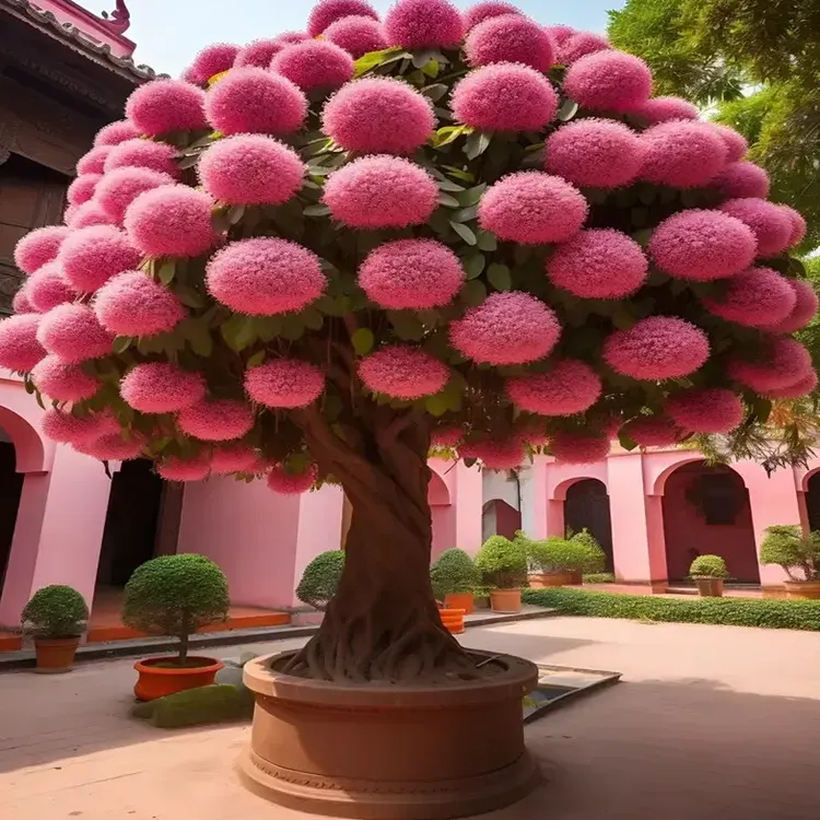 正宗流苏树苗盆栽庭院植物四季开花室外种植花卉四月雪风景耐寒树