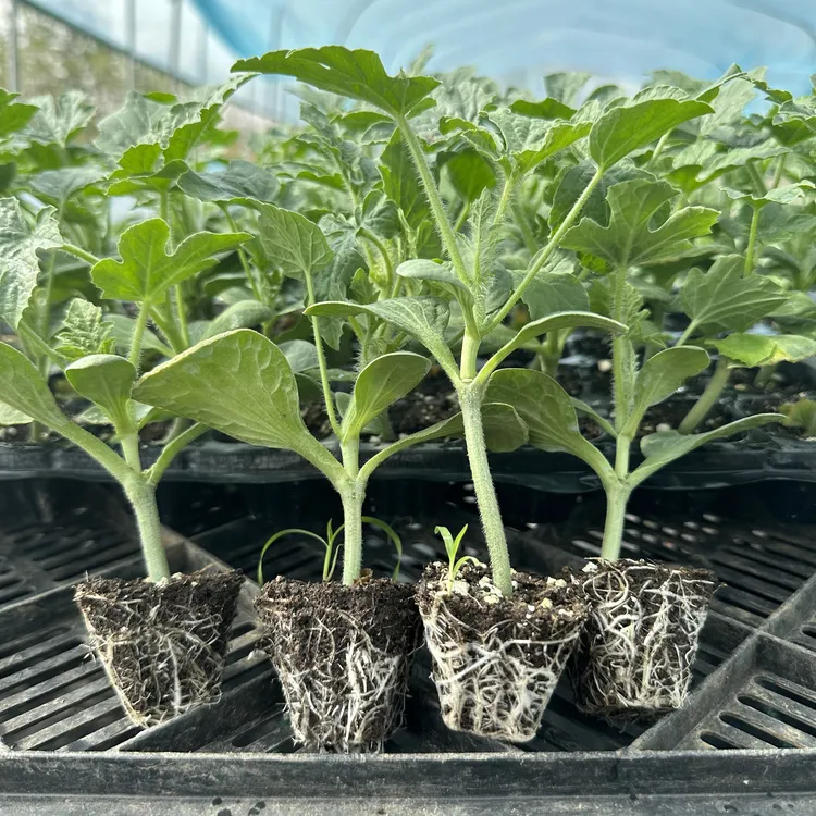 西瓜苗麒麟瓜早熟美都8424嫁接苗盆栽地栽四季露天大棚种苗