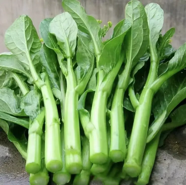 四季甜菜心/四九菜心种子盆栽地栽耐热高产蔬菜种子（拍2送1）