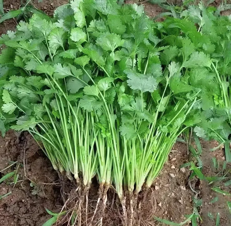 大叶香菜种子芫荽优选四季种植盆栽特香工厂直营蔬菜种子（拍2送1）商品图