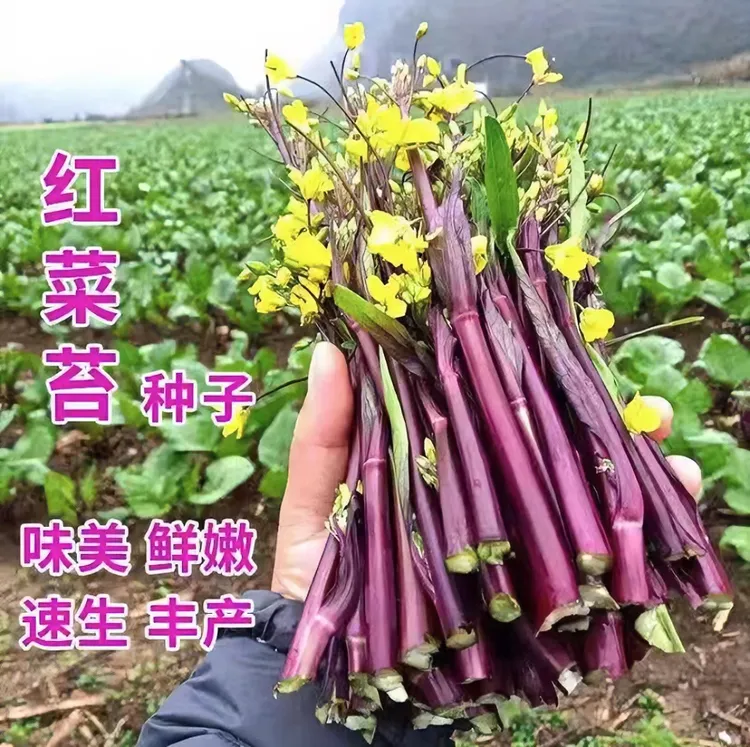 红菜苔种子富含花青素优选四季易种高产种子（拍2送1）