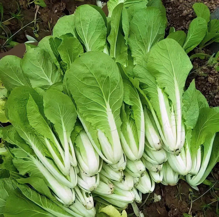 奶油小白菜种子青菜四季种植工厂直营优质蔬菜种子（拍2送1）